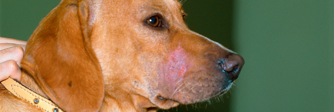 Sarna demodécica en perros - Mascotas Sanas &