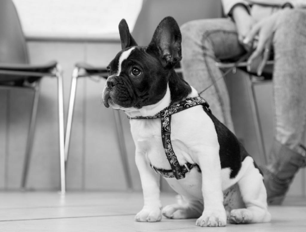 Bull dog francés.