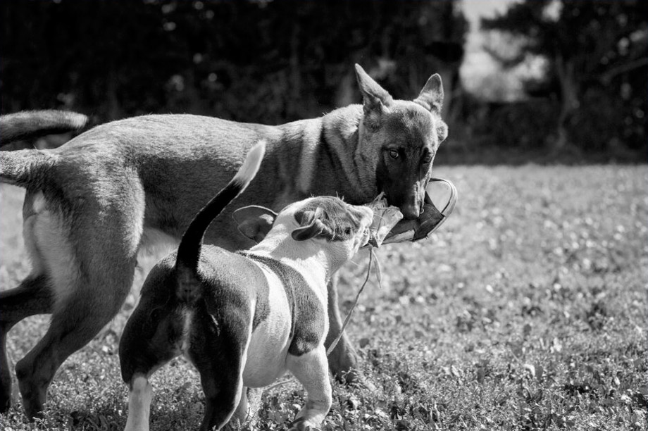 Perros jugando.