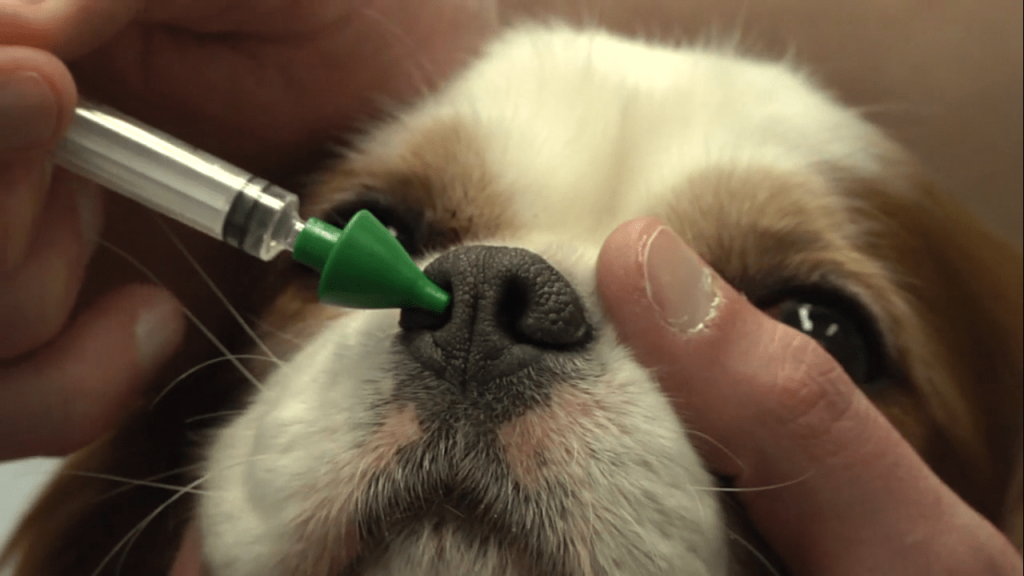 Vacunación contra la tos de las perreras